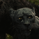 Illustration for article titled With iMowgli, /iAndy Serkisi /ibrings a marginally darker iJungle Book /ito Netflix